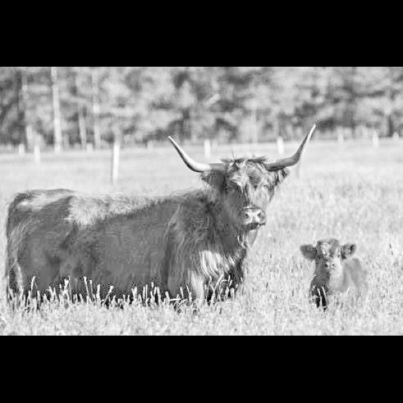 Meet your Posher, Cherilyn - Picture 2 of 2